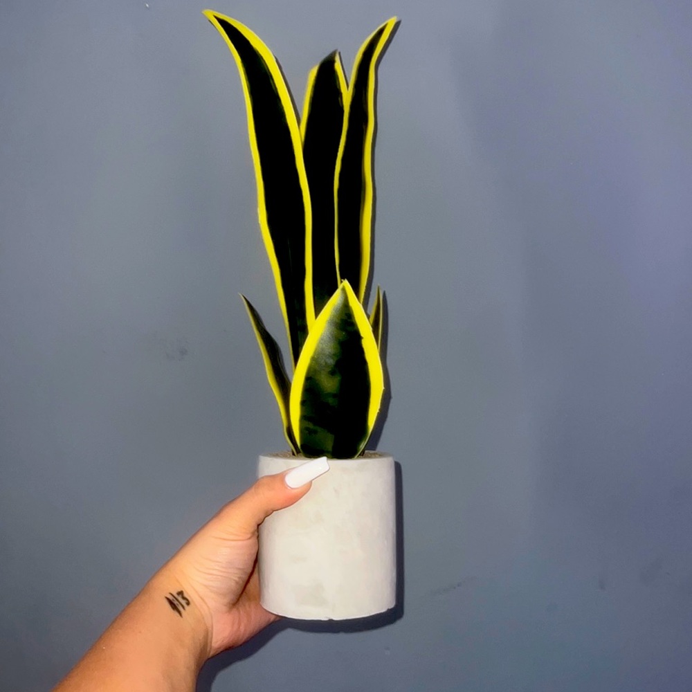 Plant